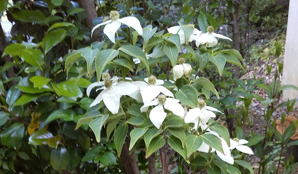 常緑だったはずなのに・・ヤマボウシ