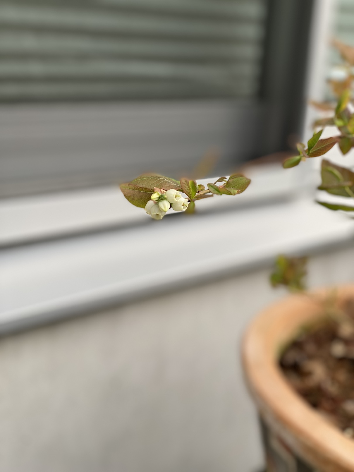 元町ビレッジの春