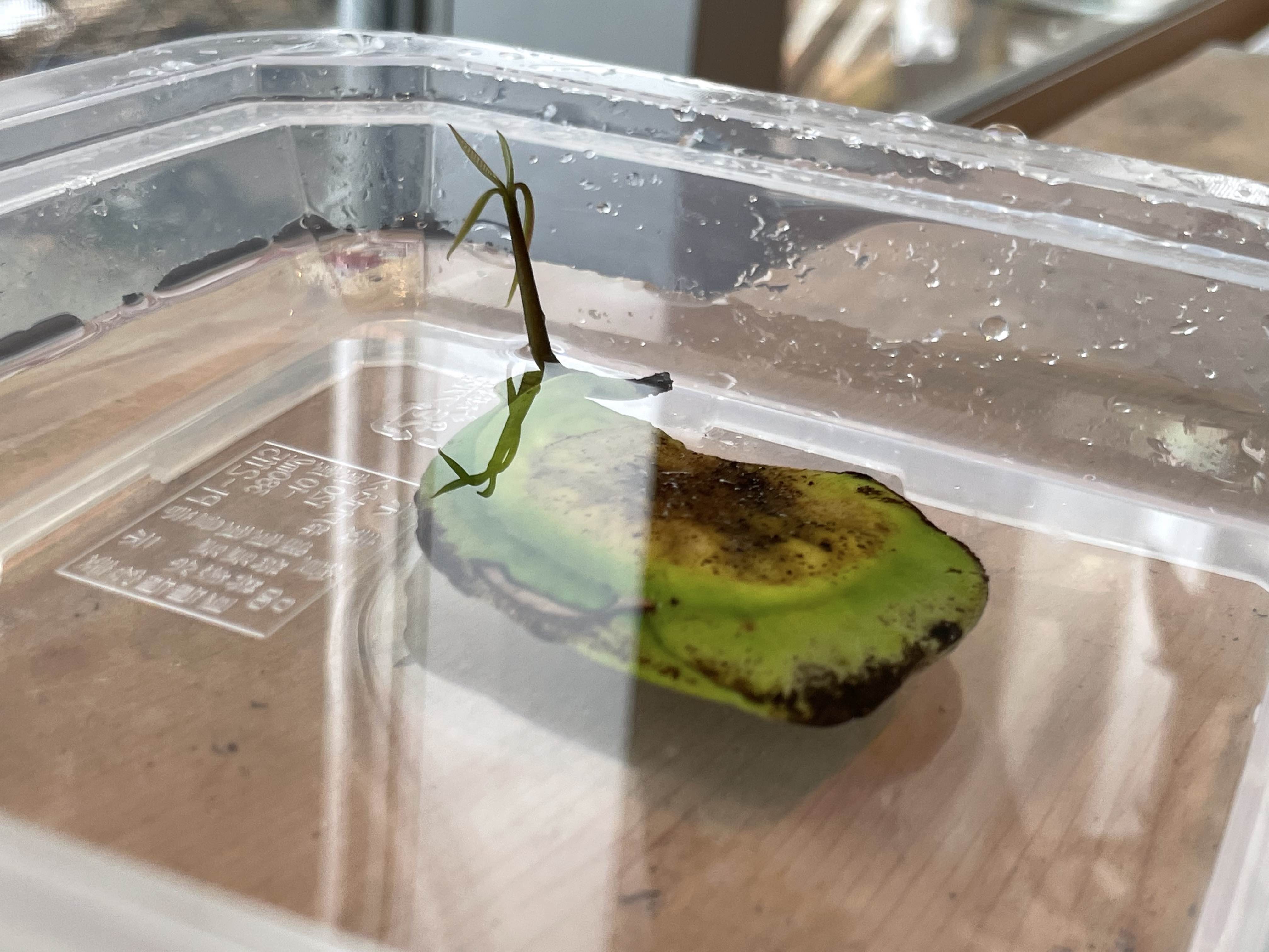 マンゴー農園はじめたってよ