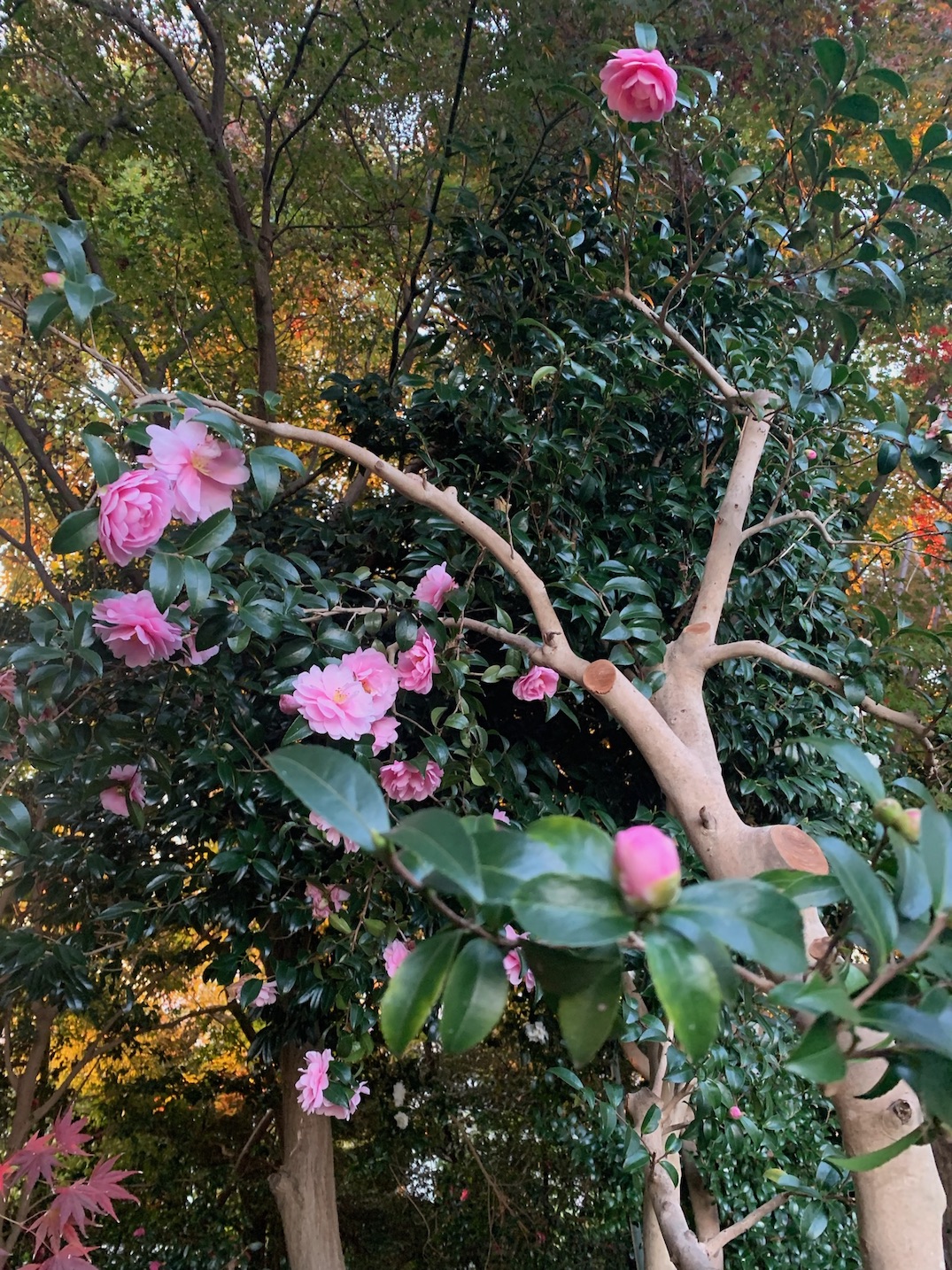 さつまいもみたいな芋