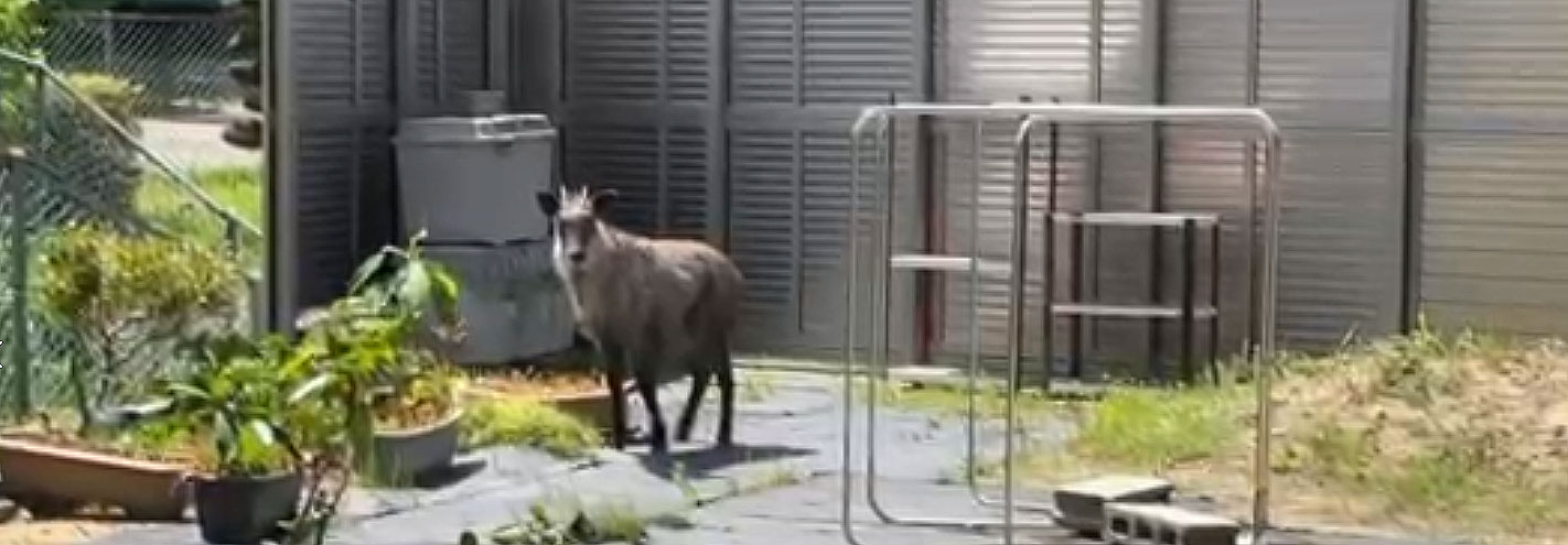 春の珍事ー何処から来たか 何処へ行ったかー