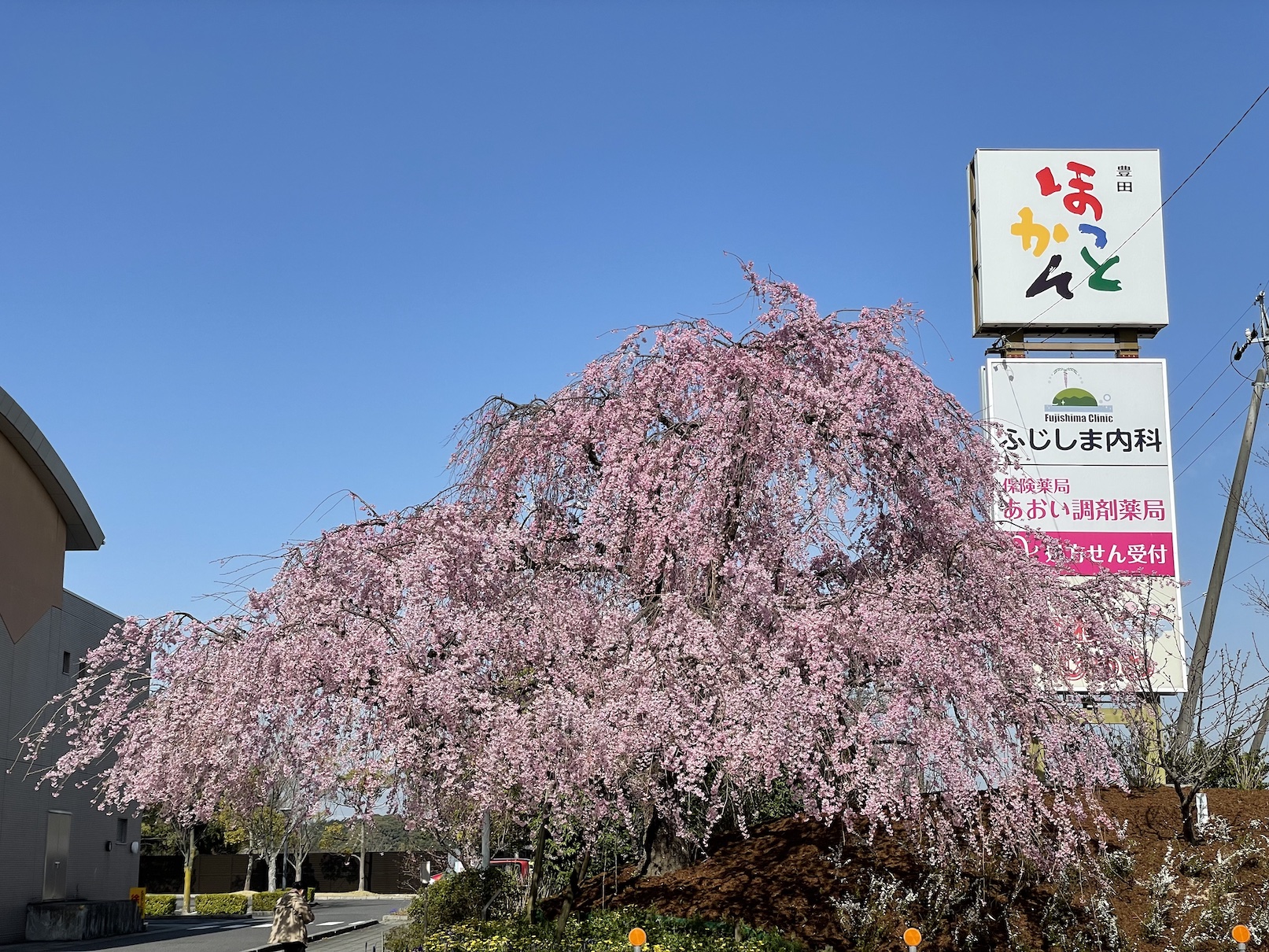 桜花爛漫の候