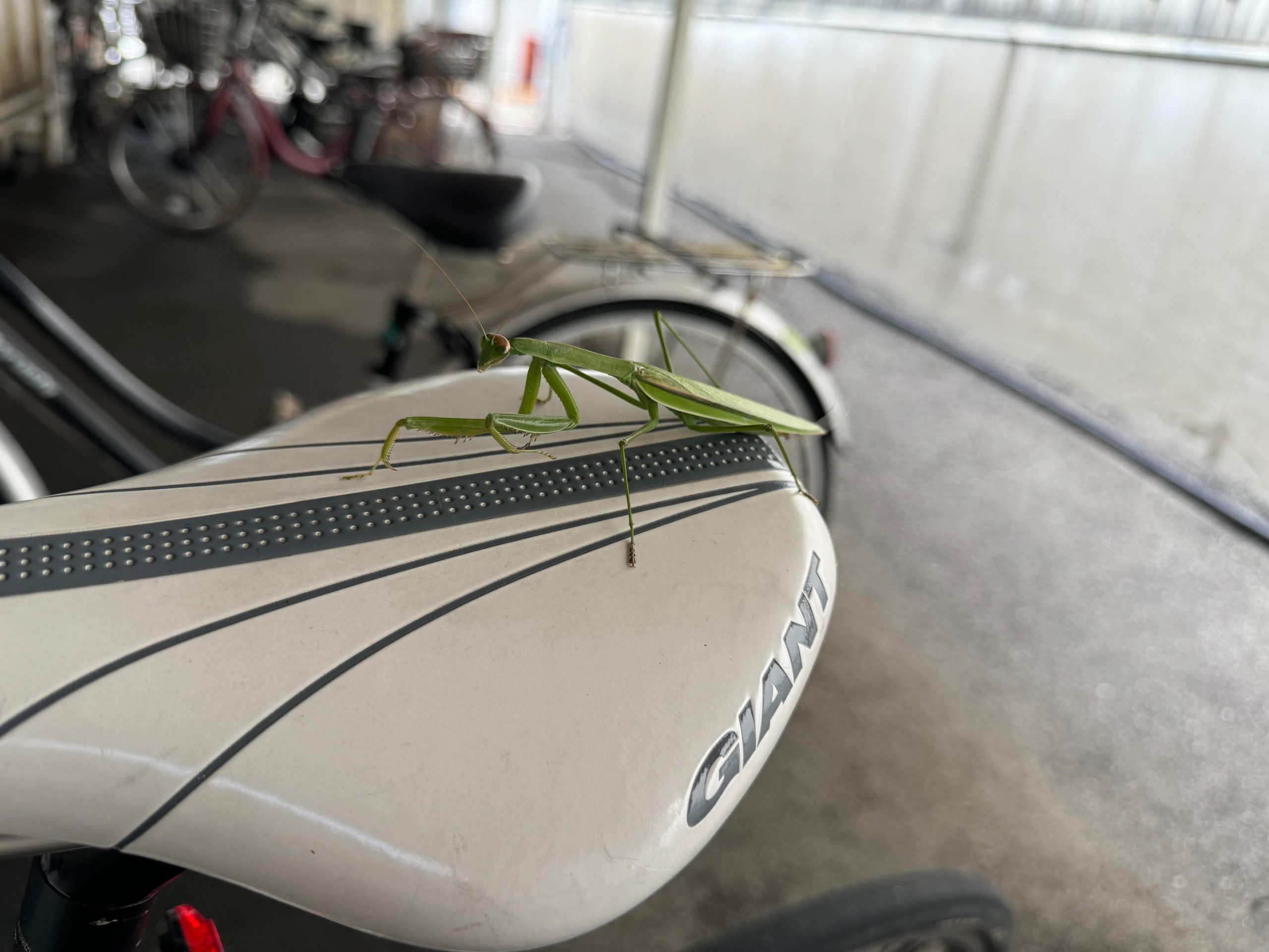 秋は来るのか？