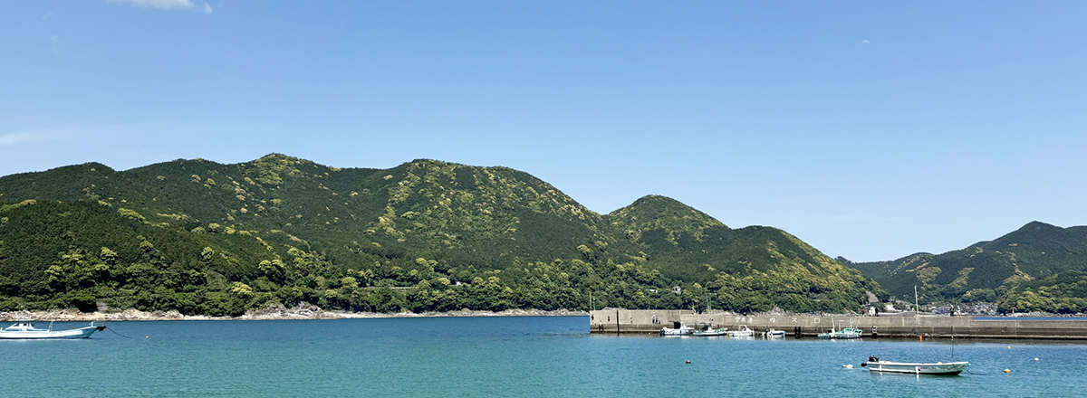 お魚もらいました