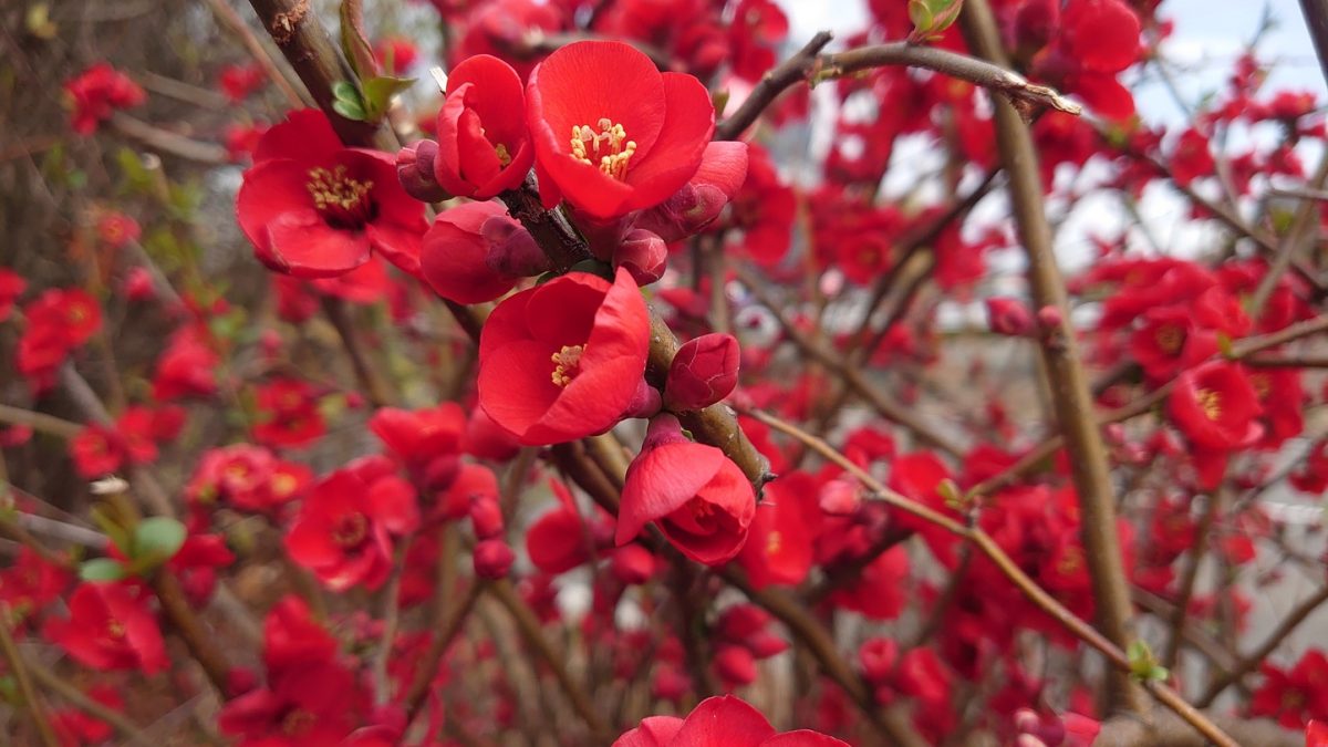 さいた♪さいた♪