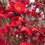 さいた♪さいた♪