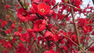 さいた♪さいた♪